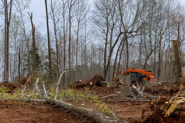 Professional Tree Services in Rising Sun, MD